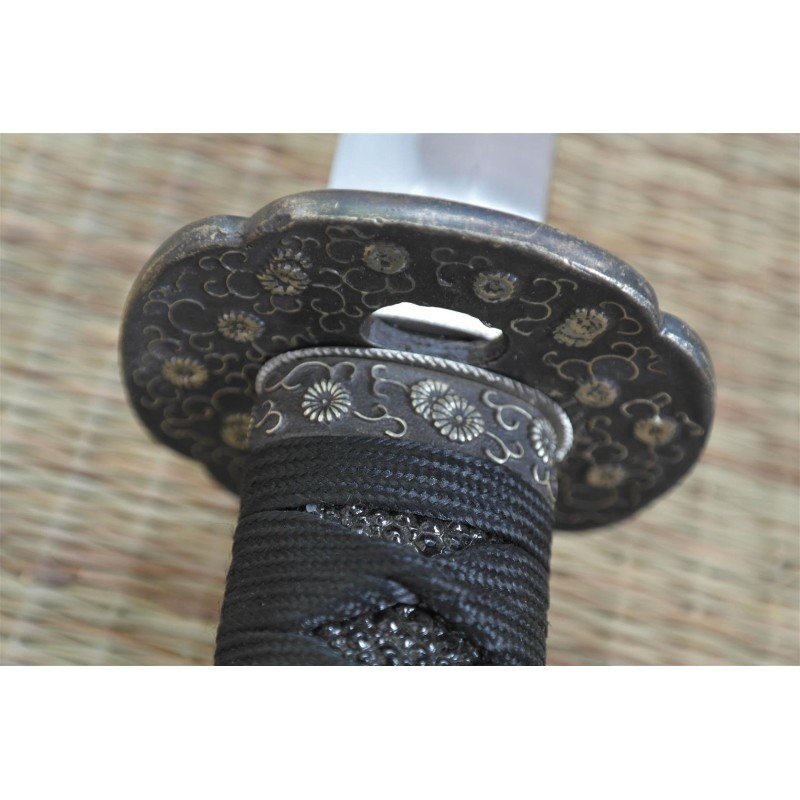 Chrysanthemum Katana Chrysanthemum Katana