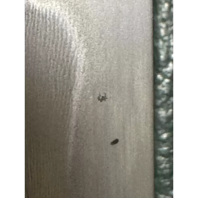 Sakura Damascus Katana – Japanisches Samurai Schwert